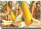 There are more types of corn besides field corn