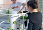 Shelton students Tyson Kenton and Maddie Krehmeyer harvest lettuce from hydroponic towers for the school lunch program. (—courtesy photo) Article Image Alt Text