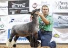 Arabella (Bella) Rolfsmeyer and Cheeks received Champion OAB Ewe Lamb at the Buffalo County Fair recently held in Kearney. (—courtesy photos)