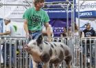 Chase Herter (above) and Blake Herter (below) competed in the bred and fed market swine division of the Buffalo County Fair recently held in Kearney. (—courtesy photos)