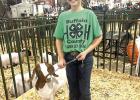 Hadley Haag showed her goat Blaze at the 2026 Buffalo County Fair in Kearney recently. (—courtesy photo)
