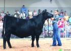 Justine Pope exhibited the champion Angus breeding heifer and was the champion senior beef showman. She also showed the Supreme Champion Bull at the Buffalo County Fair. Justine Pope exhibited the champion Angus breeding heifer and was the champion senior beef showman. She also showed the Supreme Champion Bull at the Buffalo County Fair.