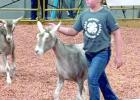 Kesleigh Potter, of Gibbon, took part in the Dairy Goat class at the Buffalo County Fair recently held in Kearney. She earned Champion Junior Dairy Goat Showmanship and Grand Champion Dairy Goat. Kesleigh received purples for doeling under five months, mi Kesleigh Potter, of Gibbon, took part in the Dairy Goat class at the Buffalo County Fair recently held in Kearney. She earned Champion Junior Dairy Goat Showmanship and Grand Champion Dairy Goat. Kesleigh received purples for doeling under five months, mi