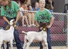 Remington Rolfsmeyer was named Reserve Champion Goat Showman at the Buffalo County Fair recently. He also earned Champion Pocket Pet with his bearded dragon in the pocket pet show.