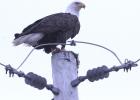 Bald Eagle visits Shelton for lunch